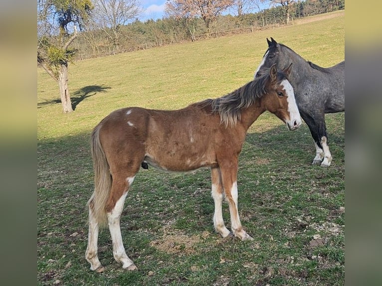 Criollo Hengst 1 Jahr 150 cm  in Michelstadt
