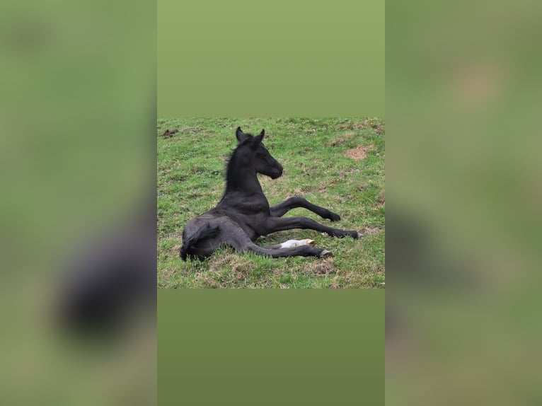 Criollo Hengst 1 Jahr 150 cm Rappe in Sommerkahl