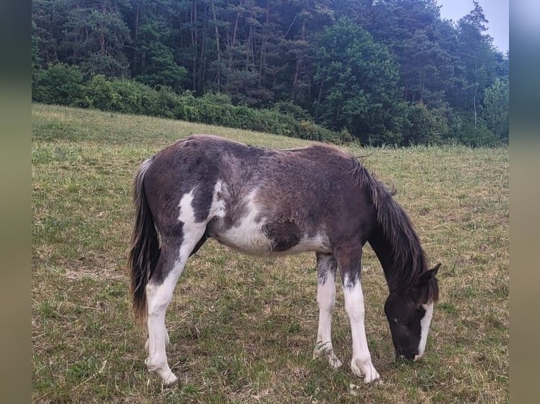 Criollo Hengst 1 Jahr 155 cm Overo-alle-Farben in Sommerkahl