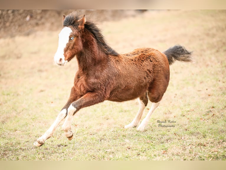 Criollo Hengst 1 Jahr Brauner in Faulbach