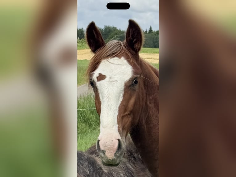Criollo Hengst 1 Jahr  in Mengen