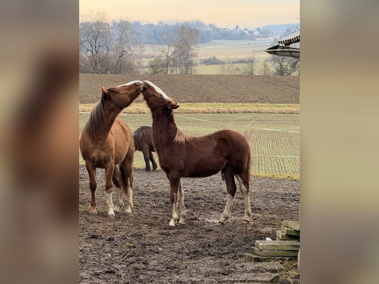 Criollo Hengst 1 Jahr in Mengen