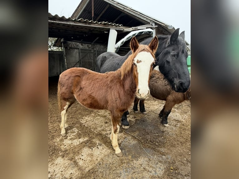 Criollo Hengst 1 Jahr in Mengen