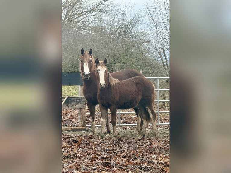 Criollo Hengst 1 Jahr  in Mengen