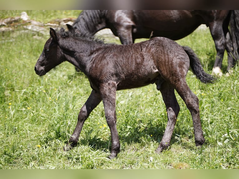 Criollo Hengst 1 Jahr Rappe in Tinizong