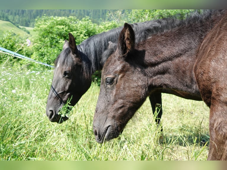 Criollo Hengst 1 Jahr Rappe in Tinizong