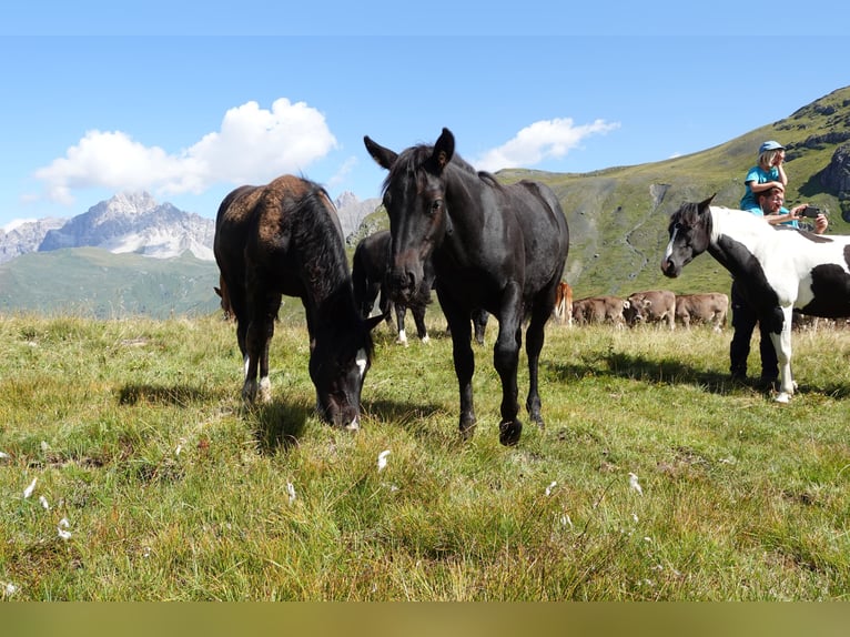 Criollo Hengst 1 Jahr Rappe in Tinizong