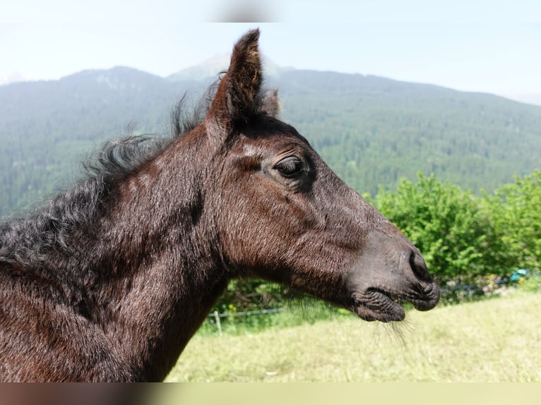 Criollo Hengst 1 Jahr Rappe in Tinizong