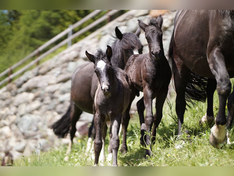 Criollo Hengst 1 Jahr Rappe in Tinizong
