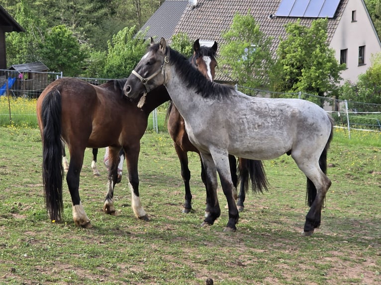 Criollo Hengst 2 Jahre 148 cm Grullo in Sommerkahl