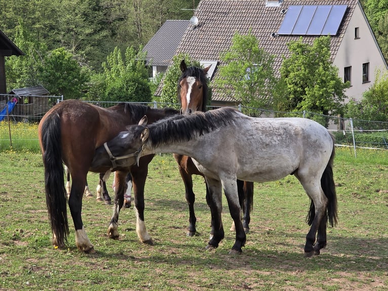 Criollo Hengst 2 Jahre 148 cm Grullo in Sommerkahl