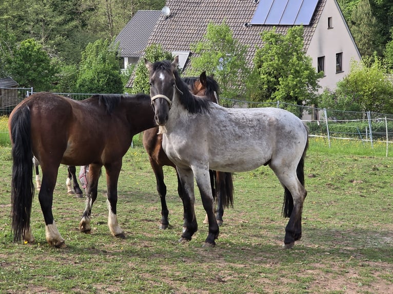 Criollo Hengst 2 Jahre 148 cm Grullo in Sommerkahl