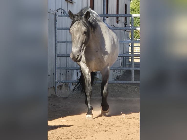 Criollo Hengst 7 Jahre 138 cm Schwarzbrauner in Feuchtwangen