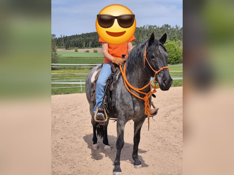 Criollo Hengst 7 Jahre 138 cm Schwarzbrauner in Feuchtwangen