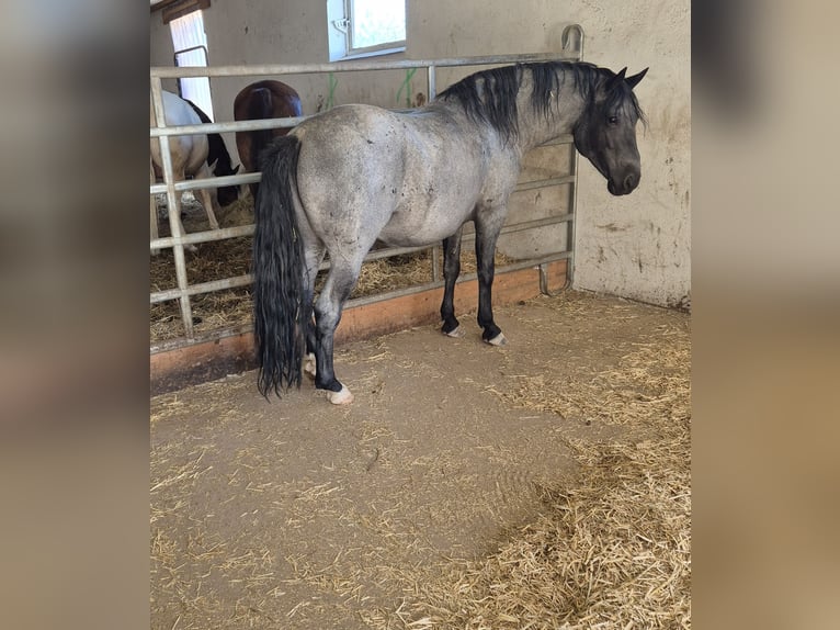 Criollo Hengst 7 Jahre 138 cm Schwarzbrauner in Feuchtwangen