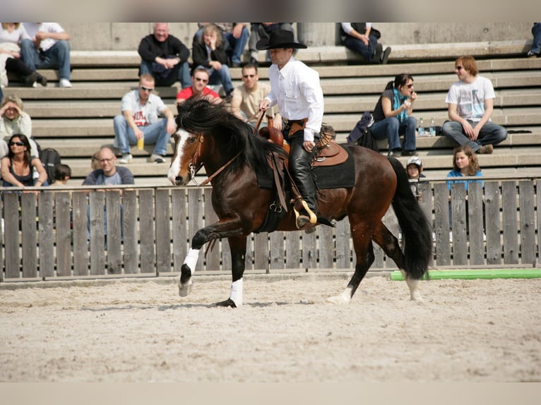 Criollo Hengst Brauner in Sommerkahl Criollo Hengst Brauner in Sommerkahl