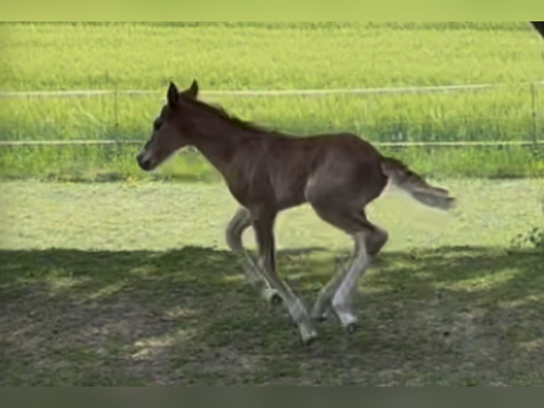 Criollo Hengst  142 cm Dunkelfuchs in Mengen