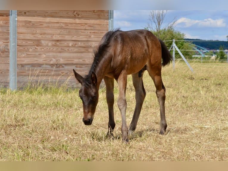 Criollo Hengst Fohlen (06/2025) 145 cm Rappe in Theres