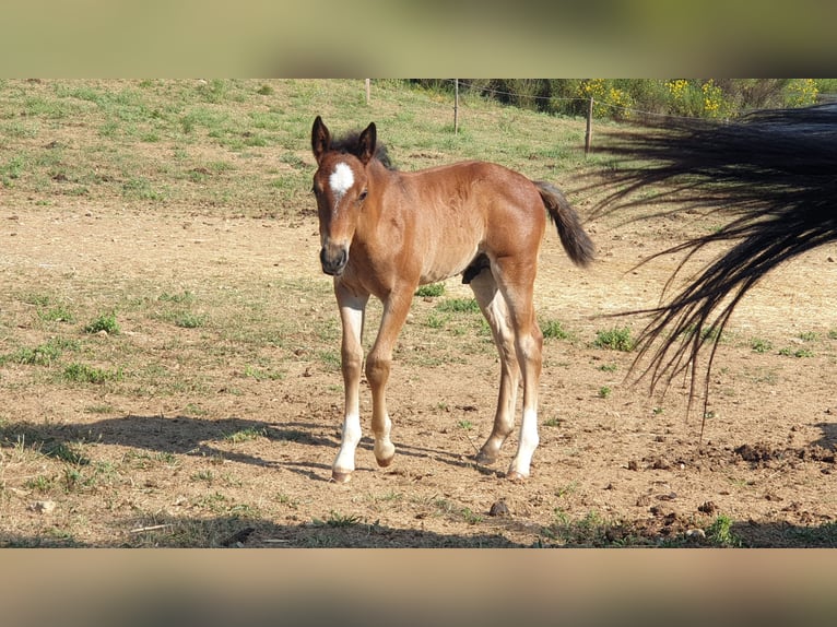 Criollo Hengst  145 cm Roan-Bay in Montgaillard