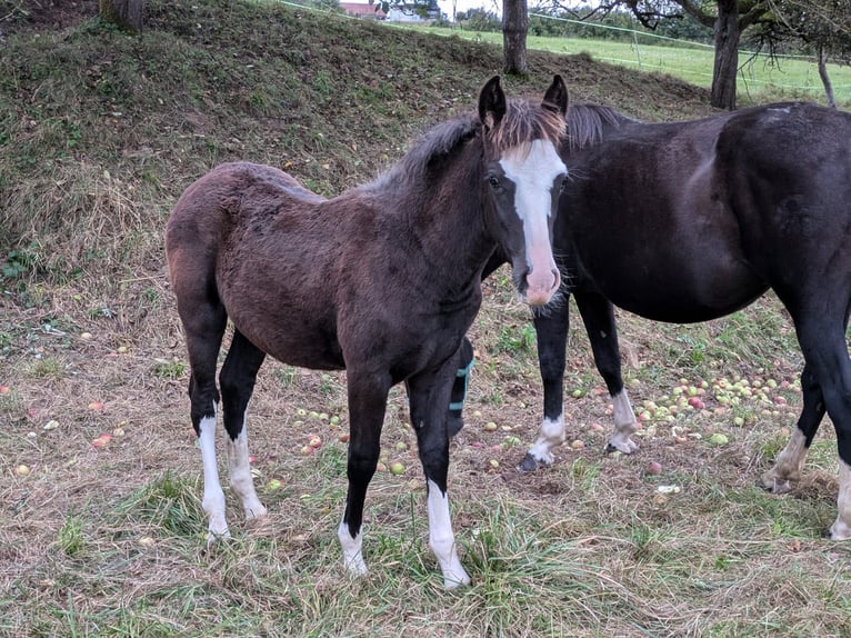 Criollo Hengst Fohlen (05/2024) 148 cm Roan-Blue in Sommerkahl