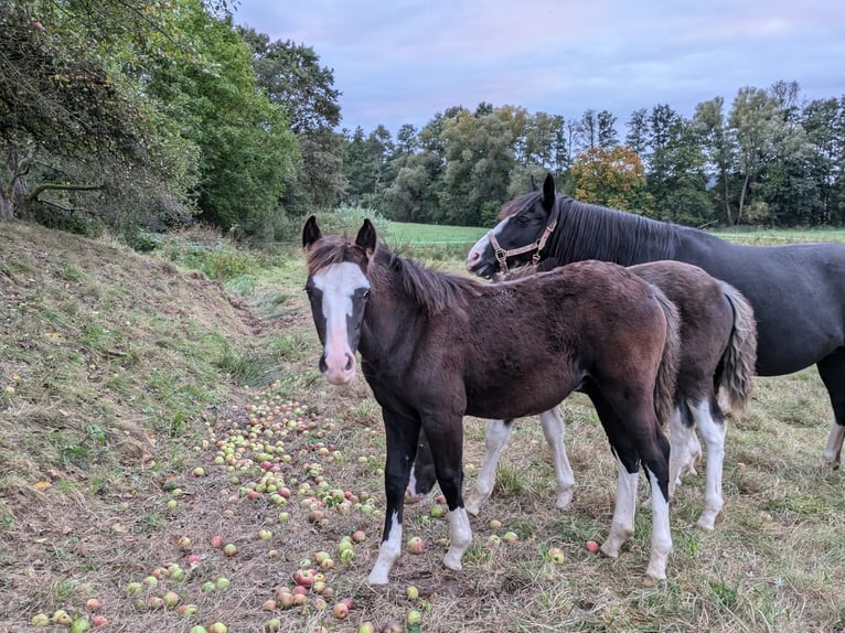 Criollo Hengst Fohlen (05/2024) 148 cm Roan-Blue in Sommerkahl