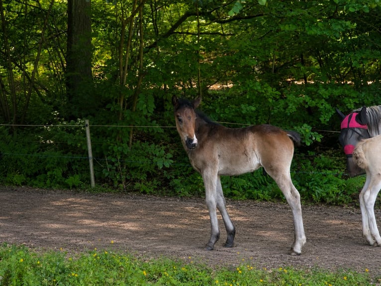 Criollo Hengst Fohlen (04/2026) 150 cm Dunkelbrauner in Stockstadt am Main
