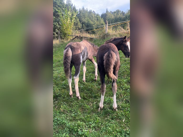 Criollo Hengst Fohlen (05/2024) 150 cm Dunkelfuchs in Sommerkahl