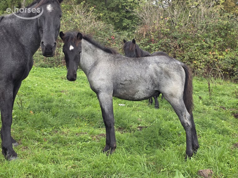 Criollo Hengst Fohlen (06/2026) 150 cm Roan-Blue in Stockstadt am Main