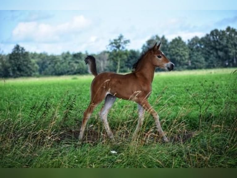 Criollo Mix Hengst Fohlen (06/2024) 155 cm Hellbrauner in Volkel