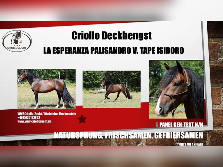 Criollo Hengst  155 cm Roan-Bay in Sommerkahl