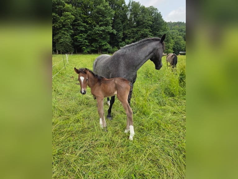 Criollo Hengst  155 cm Roan-Bay in Sommerkahl