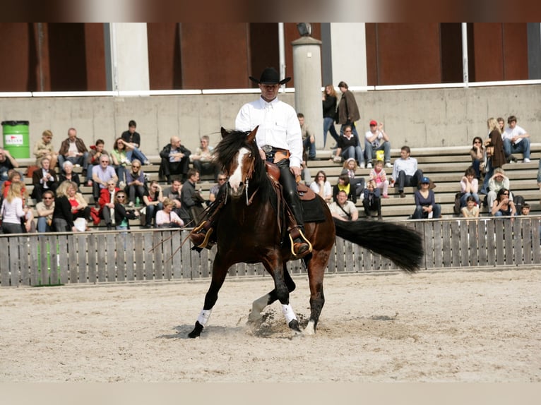 Criollo Hengst  155 cm Roan-Bay in Sommerkahl