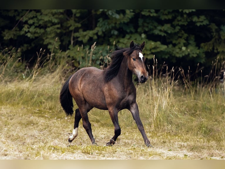 Criollo Hengst  Dunkelbrauner in Haidmühle