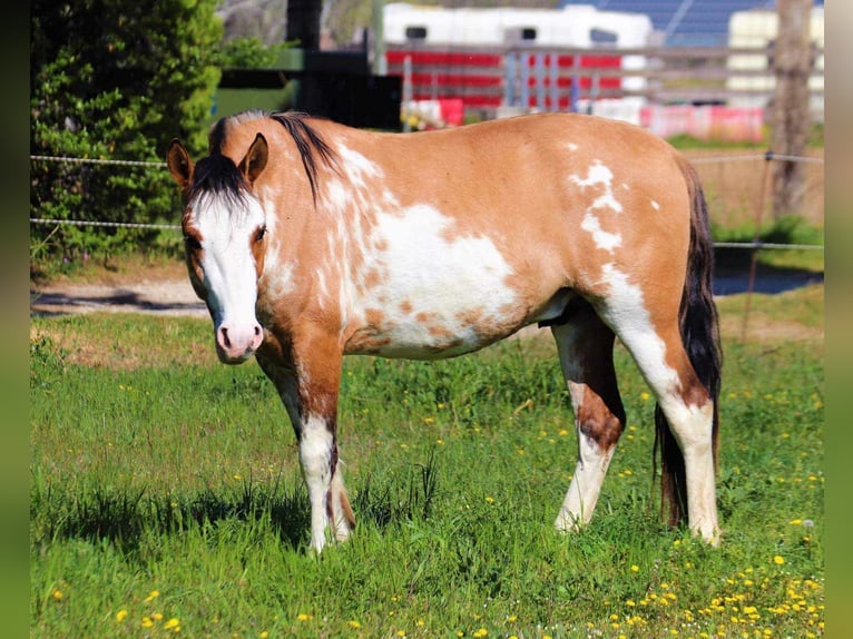 Criollo Hengst Fohlen (03/2024) Overo-alle-Farben in Signes