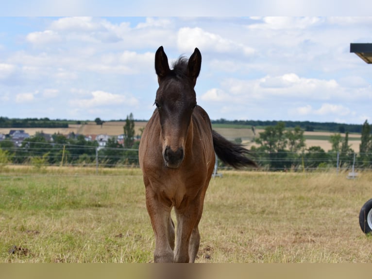 Criollo Hengst  145 cm Bruin in Theres