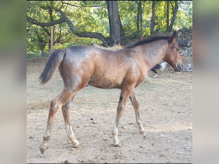 Criollo Hengst Veulen (05/2025) 145 cm Roan-Bay in Montgaillard