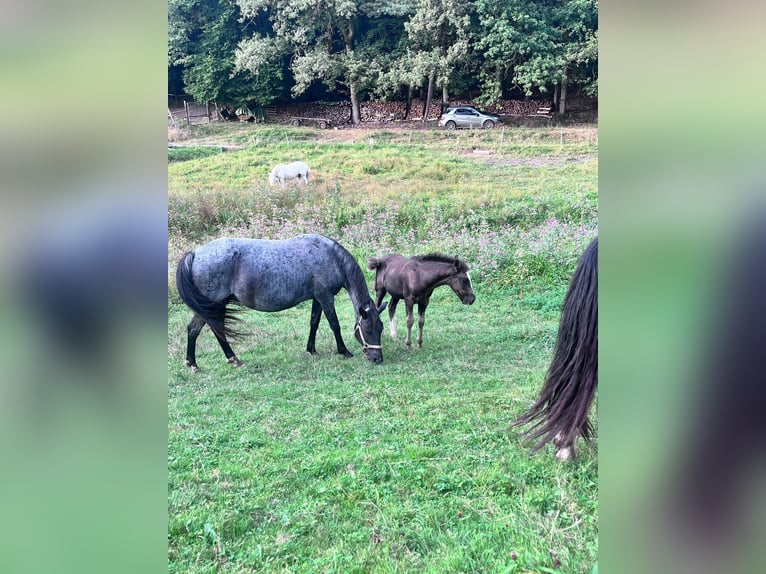 Criollo Hengst veulen (05/2024) 150 cm Donkere-vos in Sommerkahl