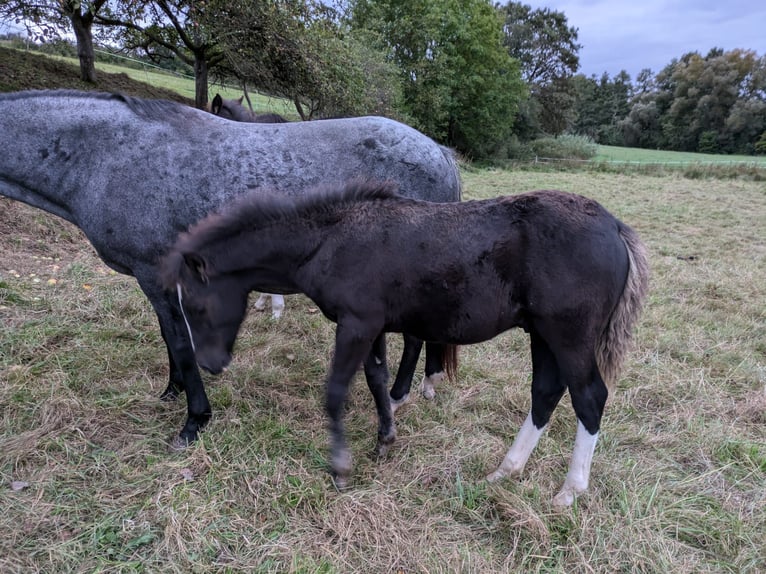 Criollo Hengst veulen (05/2024) 150 cm Donkere-vos in Sommerkahl