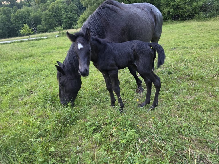 Criollo Hengst Veulen (06/2026) 150 cm Roan-Blue in Stockstadt am Main