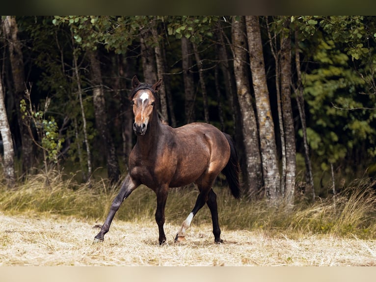 Criollo Hengst  Donkerbruin in Haidmühle
