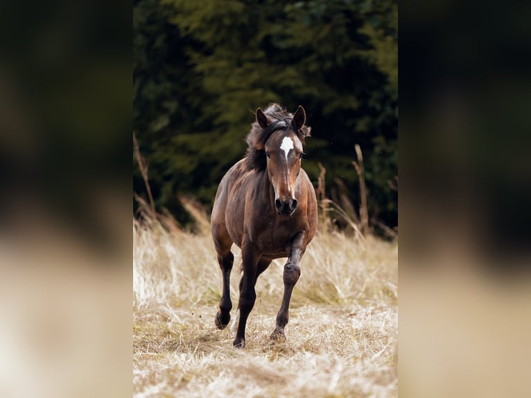 Criollo Hengst  Donkerbruin in Haidmühle