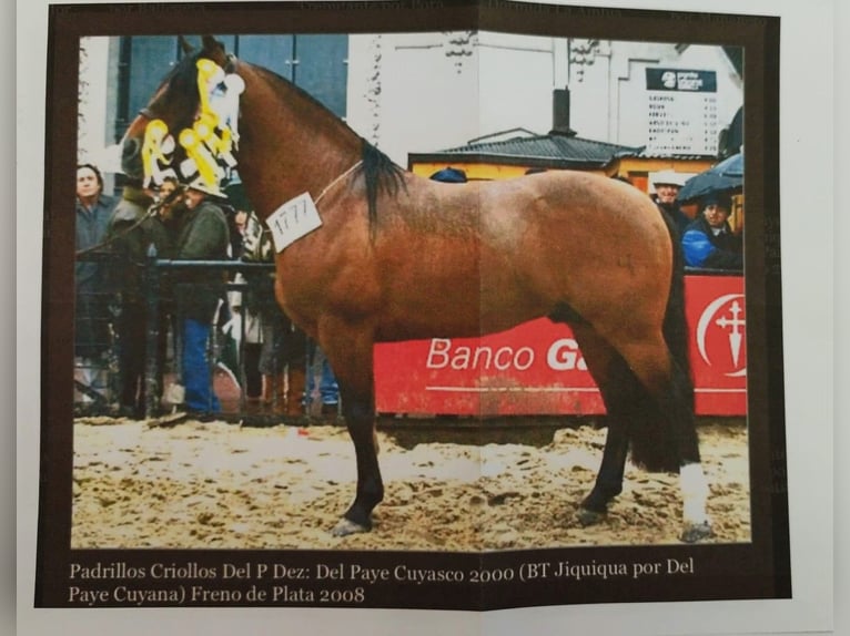 Criollo Hengst veulen (03/2024) Overo-alle-kleuren in Signes