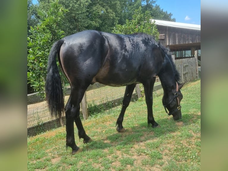 Criollo Hingst 1 år 148 cm Svart in Doiberberg