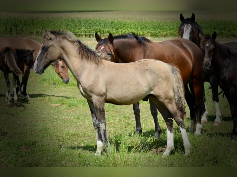 Criollo Hingst Föl (05/2024) 145 cm Black in Wörth am Main