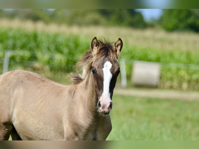 Criollo Hingst Föl (05/2024) 145 cm Black in Wörth am Main