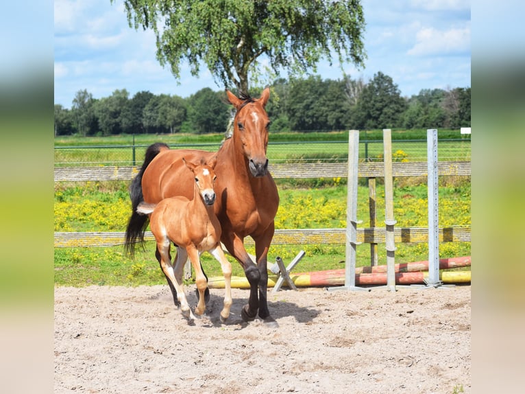 Criollo Blandning Hingst Föl (06/2024) 155 cm Ljusbrun in Volkel