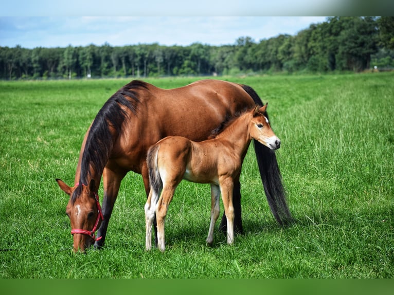 Criollo Blandning Hingst Föl (06/2024) 155 cm Ljusbrun in Volkel