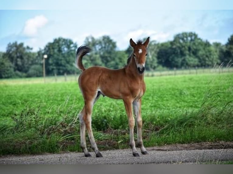 Criollo Blandning Hingst Föl (06/2024) 155 cm Ljusbrun in Volkel