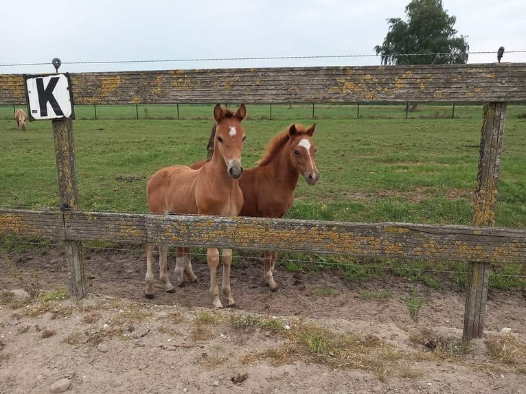 Criollo Blandning Hingst Föl (06/2024) 155 cm Ljusbrun in Volkel