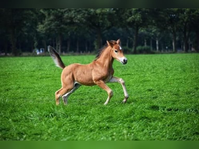 Criollo Blandning Hingst Föl (06/2024) 155 cm Ljusbrun in Volkel